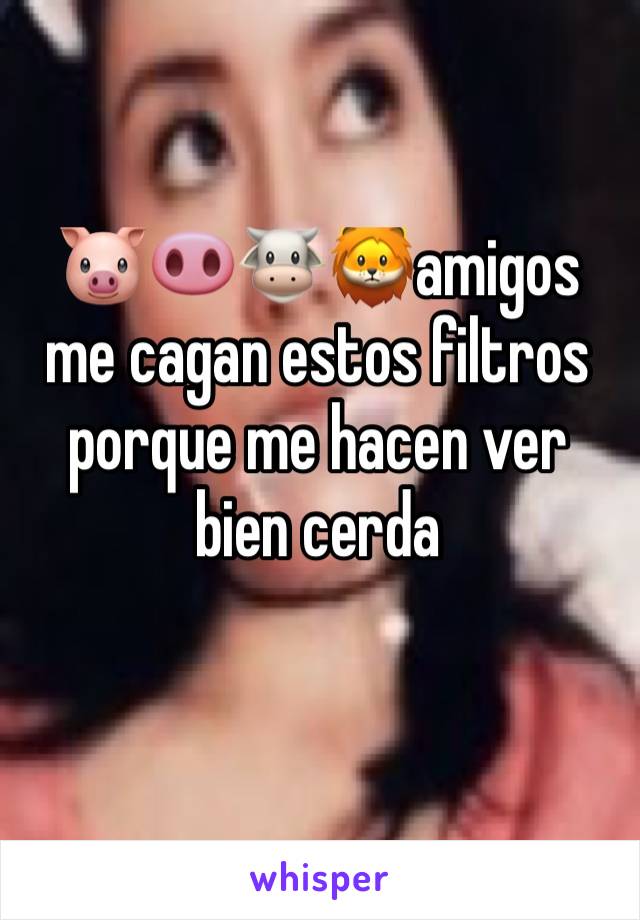 🐷🐽🐮🦁amigos me cagan estos filtros porque me hacen ver bien cerda 