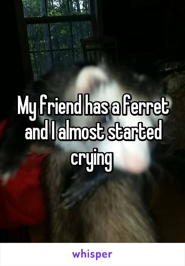 My friend has a ferret and I almost started crying 