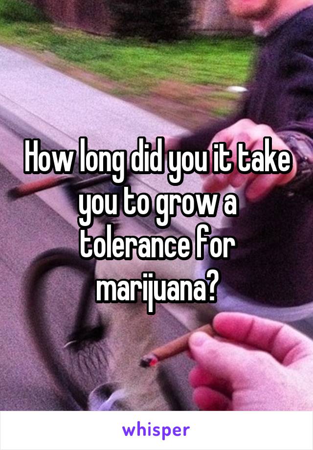 How long did you it take you to grow a tolerance for marijuana?