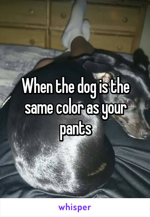 When the dog is the same color as your pants