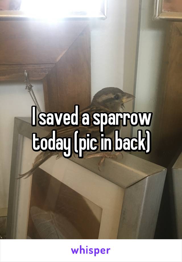 I saved a sparrow today (pic in back)