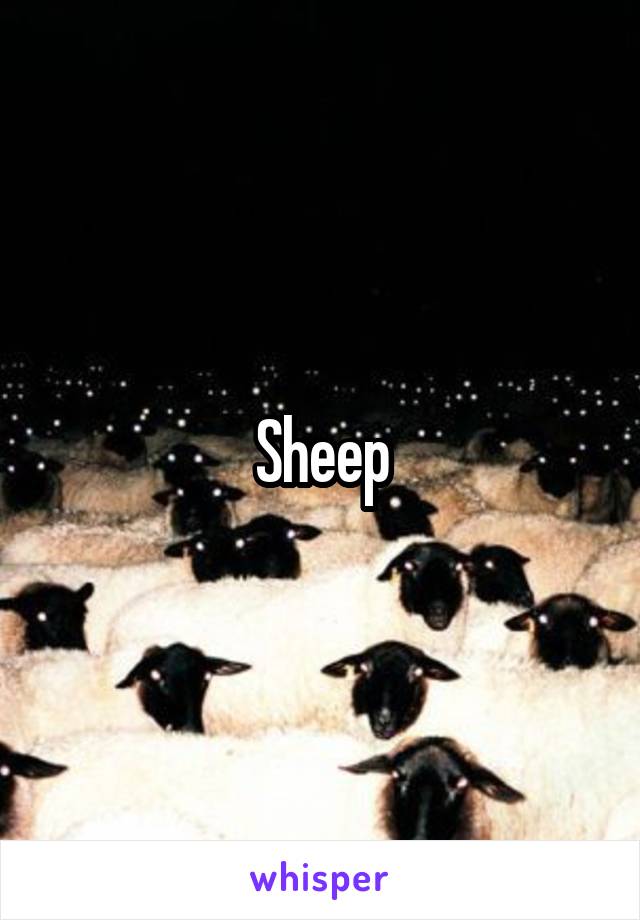 Sheep