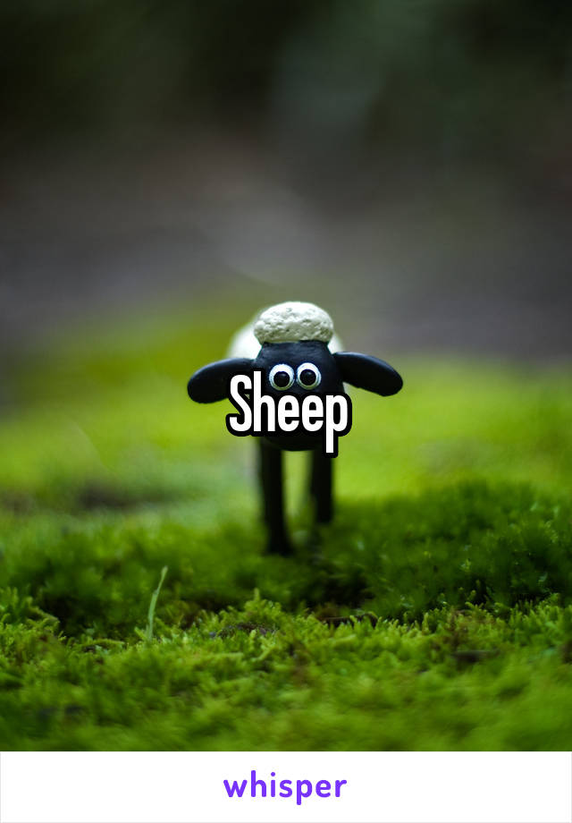 Sheep