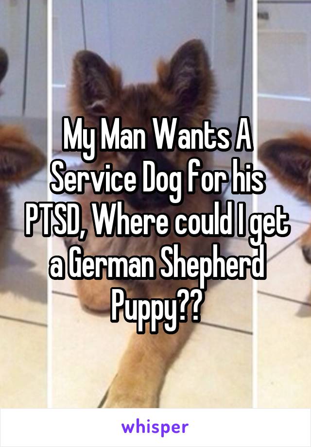 My Man Wants A Service Dog for his PTSD, Where could I get a German Shepherd Puppy??