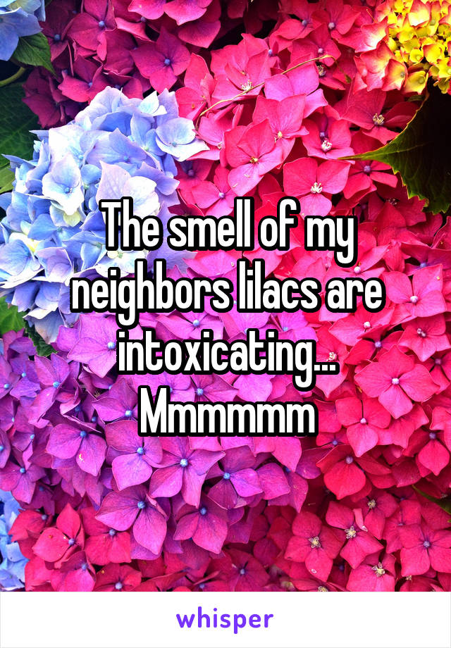 The smell of my neighbors lilacs are intoxicating... Mmmmmm