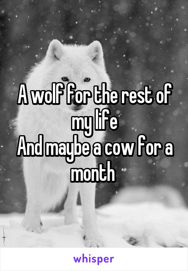 A wolf for the rest of my life
And maybe a cow for a month 