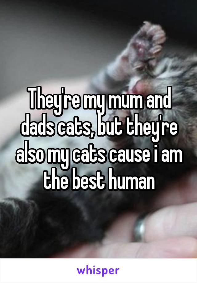 They're my mum and dads cats, but they're also my cats cause i am the best human