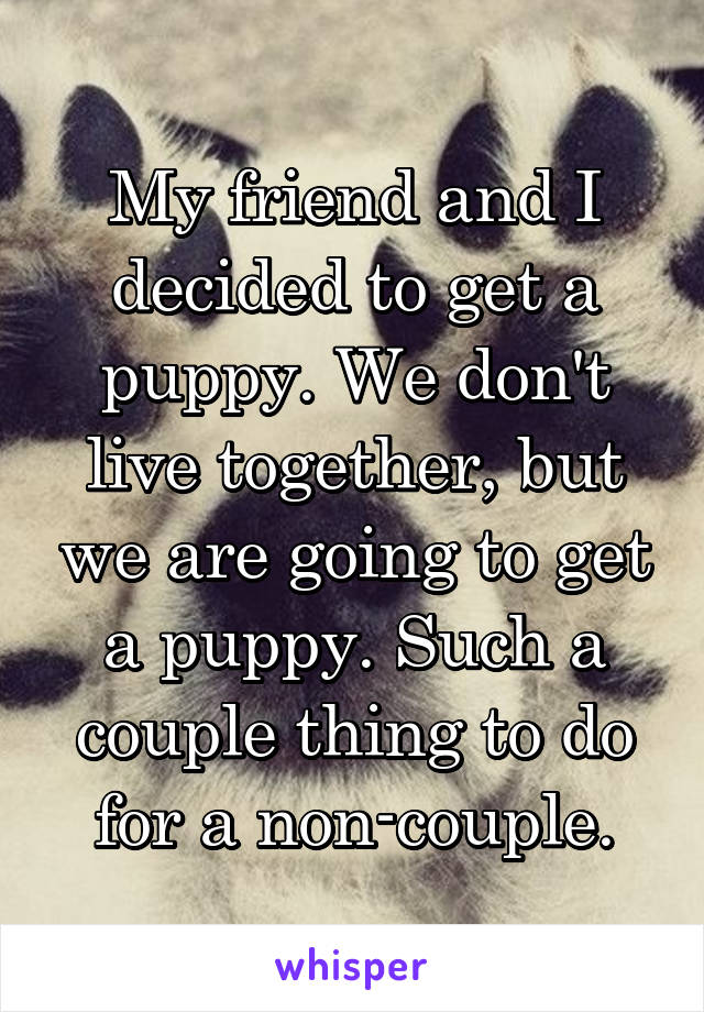 My friend and I decided to get a puppy. We don't live together, but we are going to get a puppy. Such a couple thing to do for a non-couple.