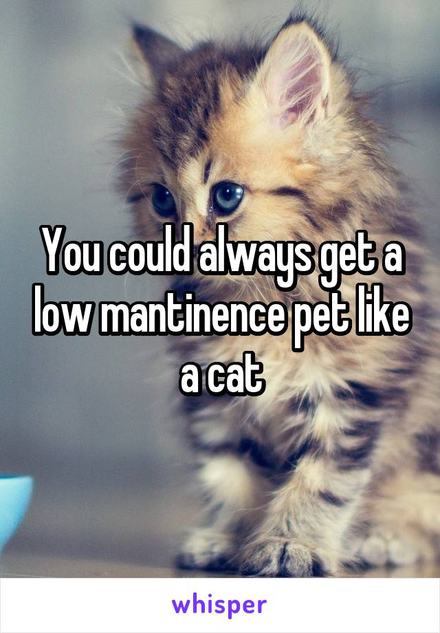 You could always get a low mantinence pet like a cat