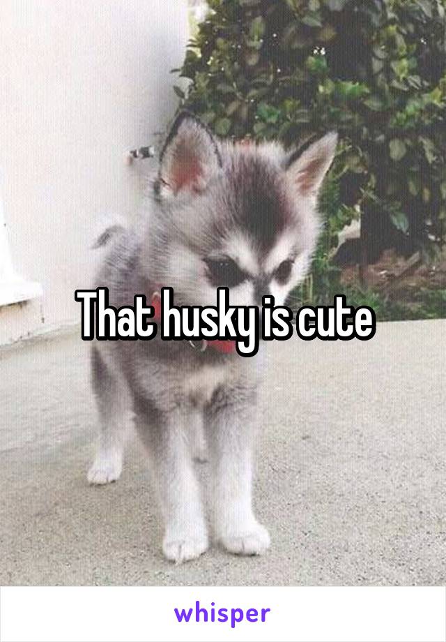 That husky is cute