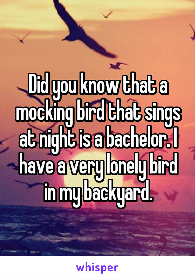 Did you know that a mocking bird that sings at night is a bachelor. I have a very lonely bird in my backyard.