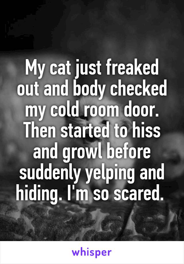 My cat just freaked out and body checked my cold room door. Then started to hiss and growl before suddenly yelping and hiding. I'm so scared. 