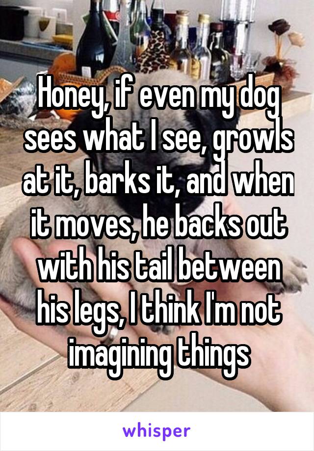 Honey, if even my dog sees what I see, growls at it, barks it, and when it moves, he backs out with his tail between his legs, I think I'm not imagining things