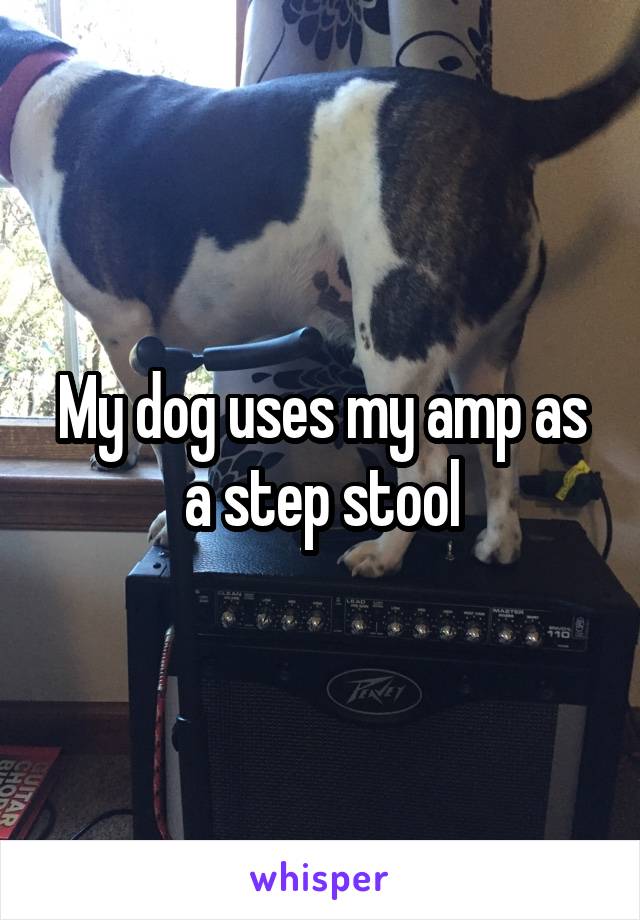 My dog uses my amp as a step stool