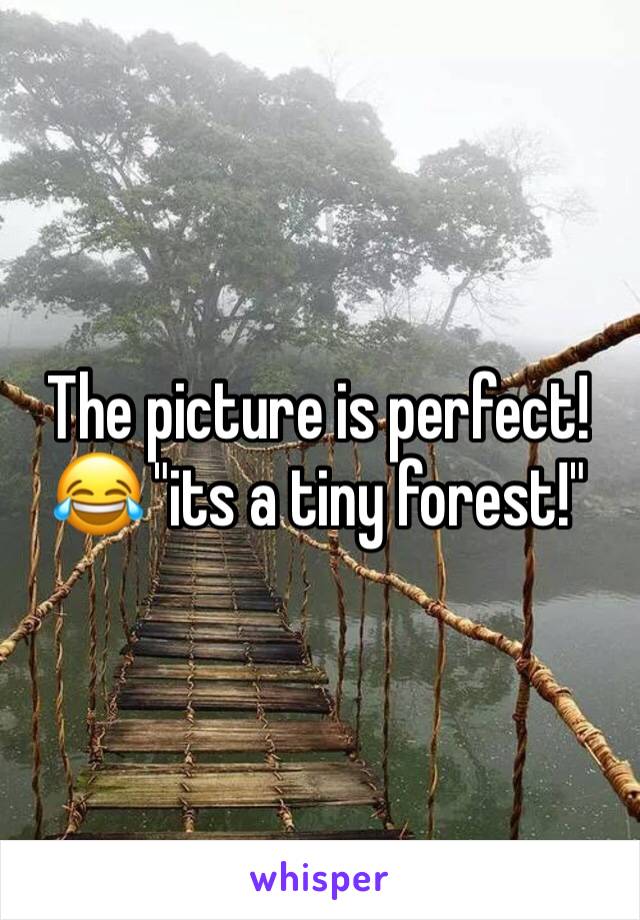 The picture is perfect!😂 "its a tiny forest!"
