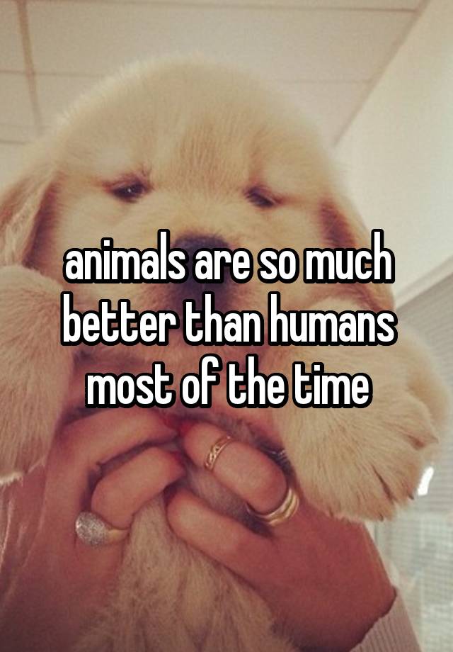 essay on animals are better than humans