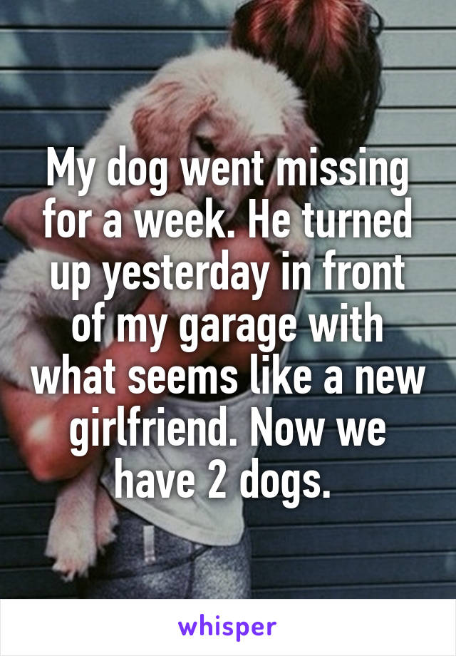 My dog went missing for a week. He turned up yesterday in front of my garage with what seems like a new girlfriend. Now we have 2 dogs. 