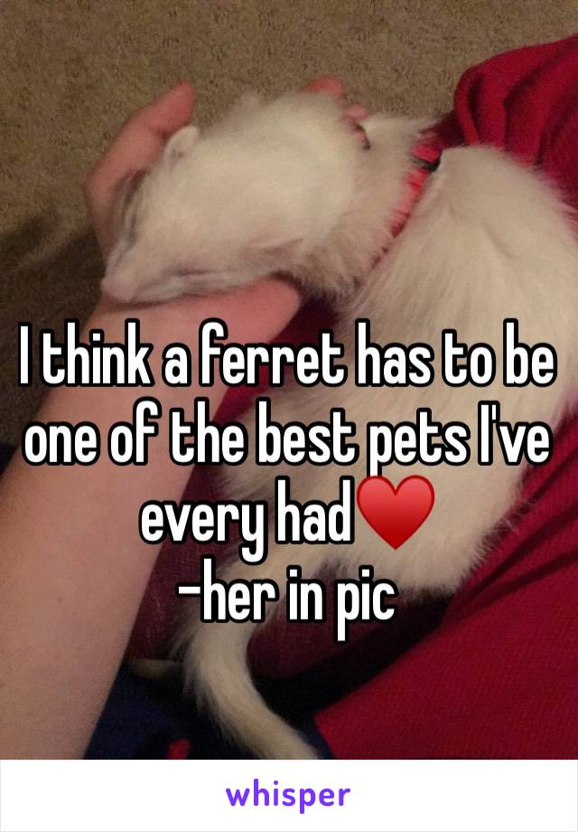 I think a ferret has to be one of the best pets I've every had♥️ 
-her in pic