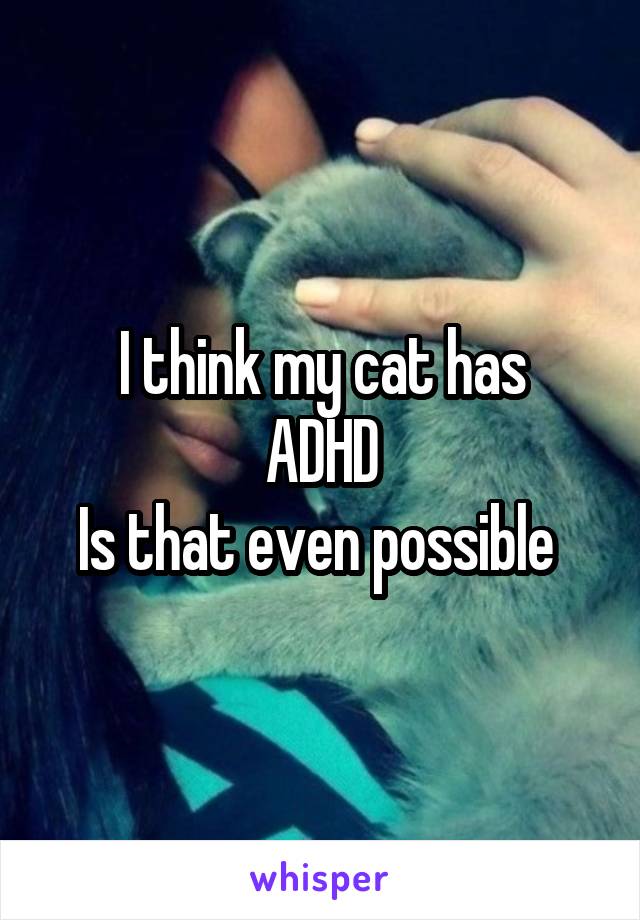 I think my cat has
ADHD
Is that even possible 