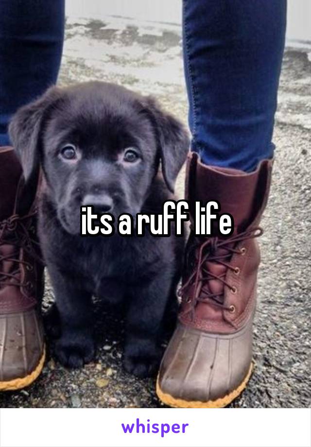 its a ruff life