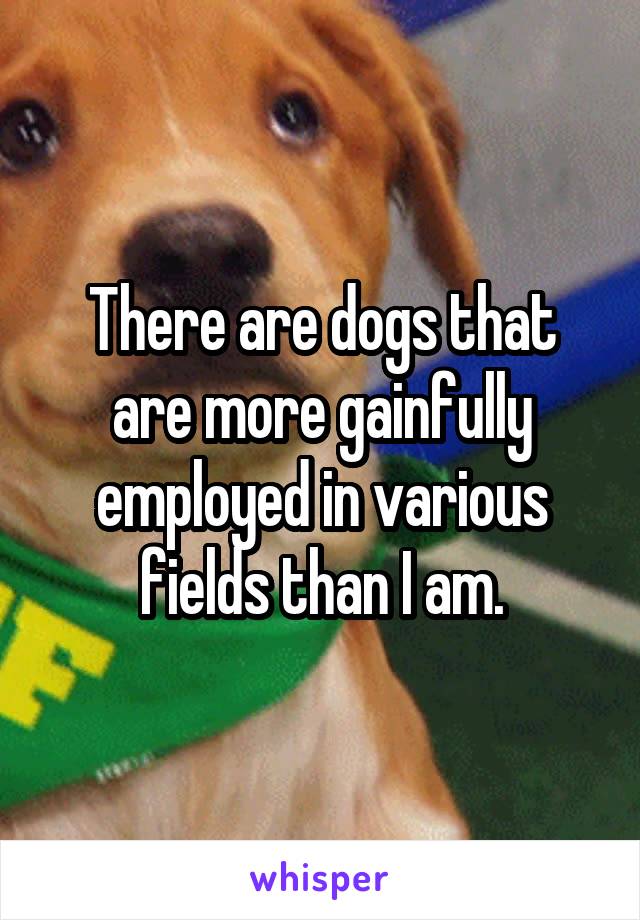 There are dogs that are more gainfully employed in various fields than I am.