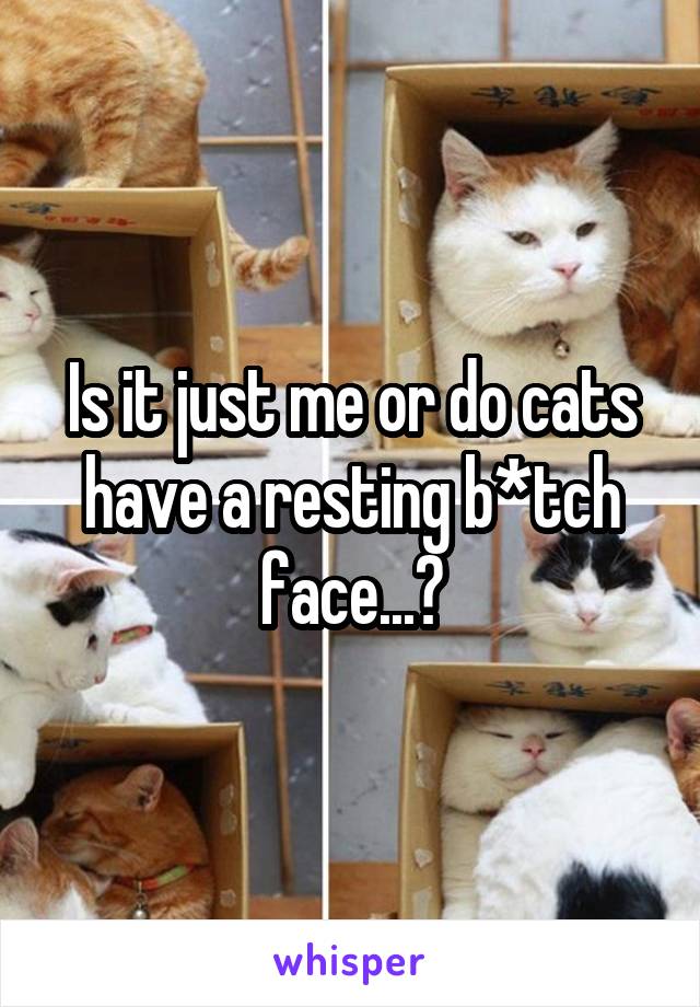 Is it just me or do cats have a resting b*tch face...?