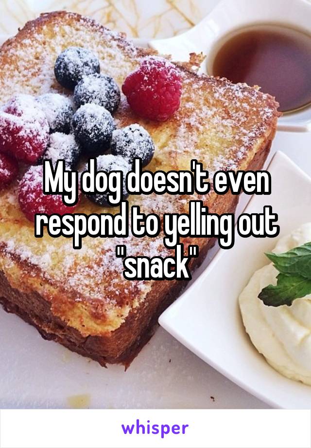 My dog doesn't even respond to yelling out "snack"