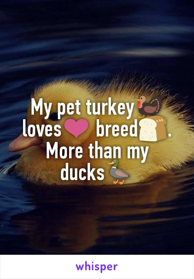 My pet turkey🦃 loves❤ breed🍞. More than my ducks🦆