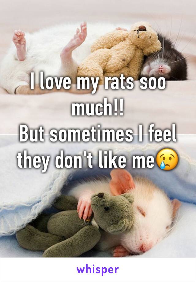 I love my rats soo much!!
But sometimes I feel they don't like me😢