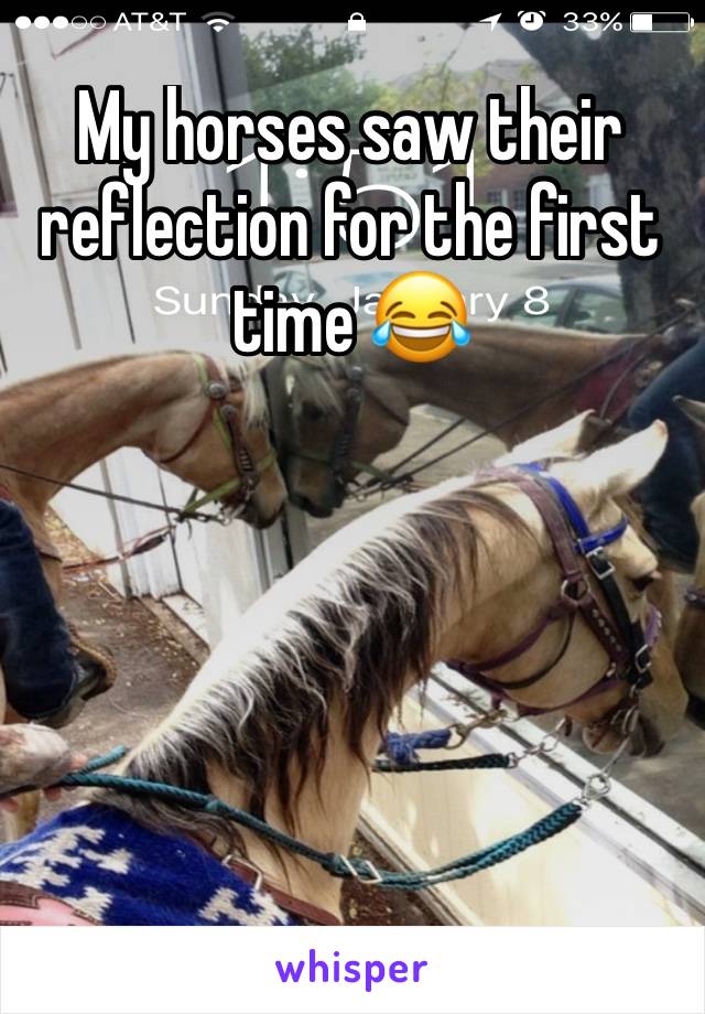 My horses saw their reflection for the first time 😂