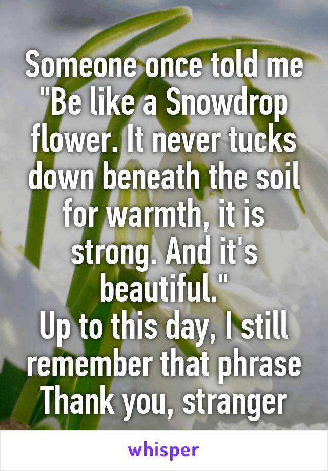 Someone once told me "Be like a Snowdrop flower. It never tucks down beneath the soil for warmth, it is strong. And it's beautiful."
Up to this day, I still remember that phrase
Thank you, stranger