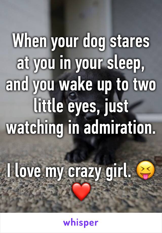 When your dog stares at you in your sleep, and you wake up to two little eyes, just watching in admiration.

I love my crazy girl. 😝❤️