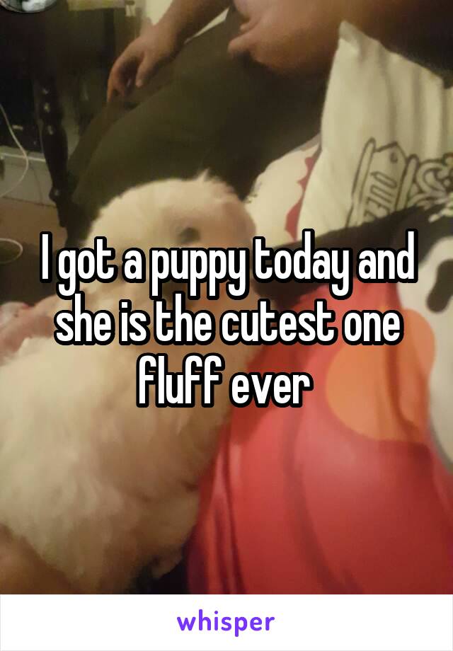 I got a puppy today and she is the cutest one fluff ever 