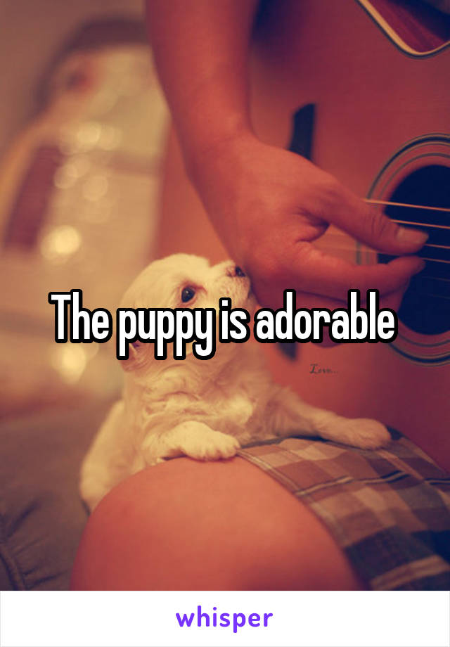 The puppy is adorable 