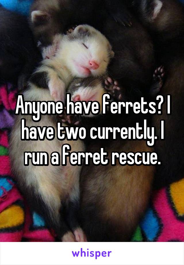 Anyone have ferrets? I have two currently. I run a ferret rescue.