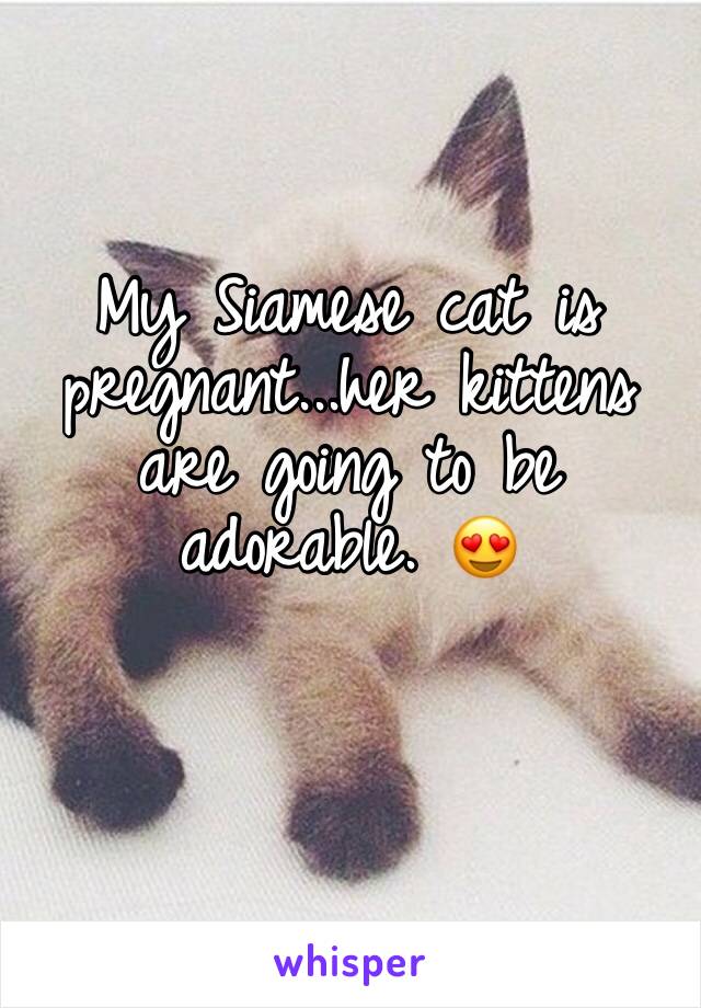 My Siamese cat is pregnant...her kittens are going to be adorable. ðŸ˜�