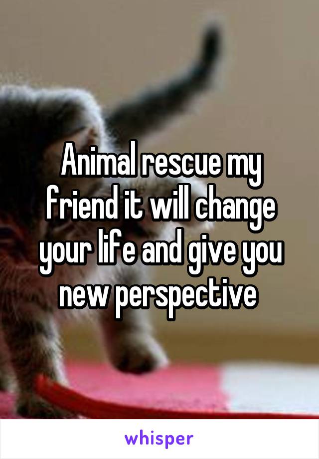 Animal rescue my friend it will change your life and give you new perspective 