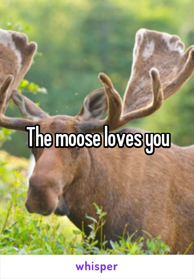 




The moose loves you