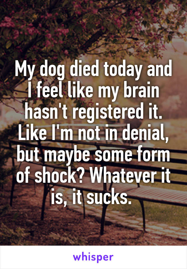 My dog died today and I feel like my brain hasn't registered it. Like I'm not in denial, but maybe some form of shock? Whatever it is, it sucks. 