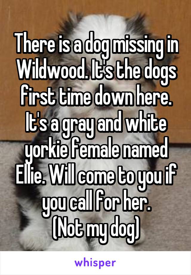 There is a dog missing in Wildwood. It's the dogs first time down here. It's a gray and white yorkie female named Ellie. Will come to you if you call for her.
(Not my dog)