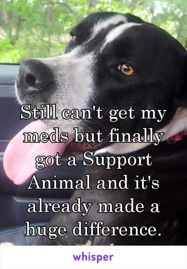 Still can't get my meds but finally got a Support Animal and it's already made a huge difference. 🐕💘