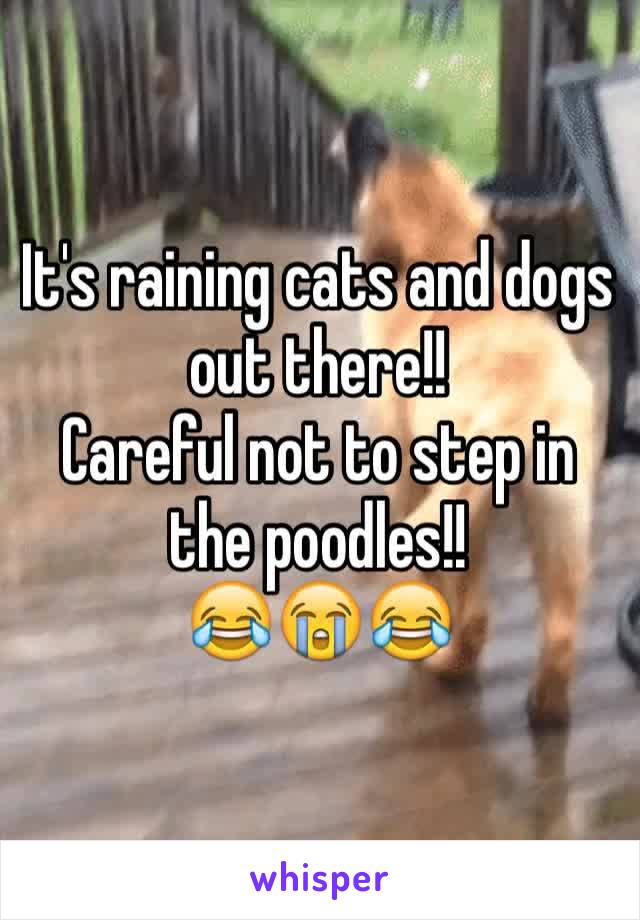 It's raining cats and dogs out there!!
Careful not to step in the poodles!!
😂😭😂