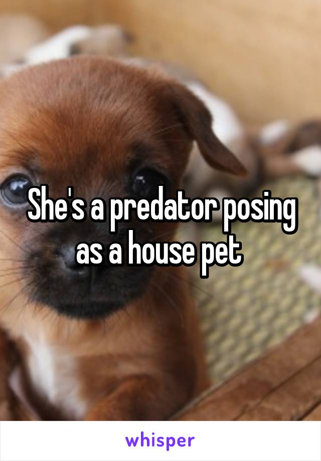 She's a predator posing as a house pet 