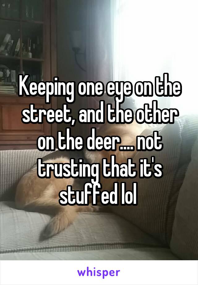 Keeping one eye on the street, and the other on the deer.... not trusting that it's stuffed lol 