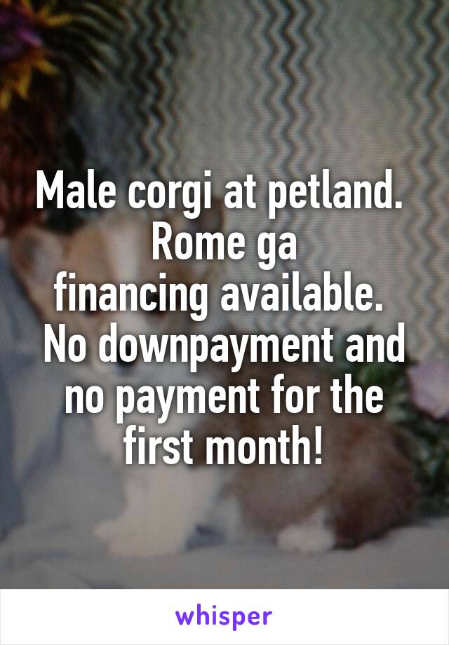 Male corgi at petland.  Rome ga
financing available. 
No downpayment and no payment for the first month!