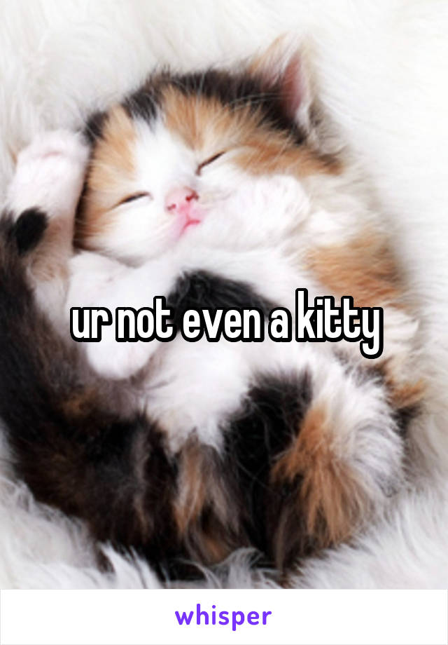 ur not even a kitty