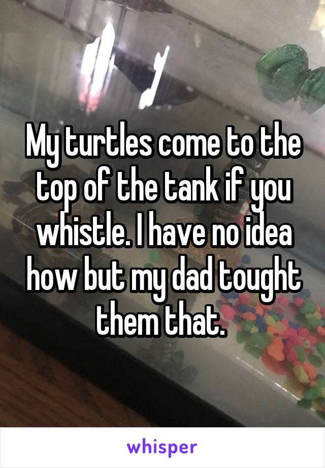 




My turtles come to the top of the tank if you whistle. I have no idea how but my dad tought them that. 