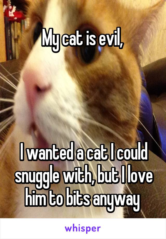 My cat is evil, 




I wanted a cat I could snuggle with, but I love him to bits anyway 