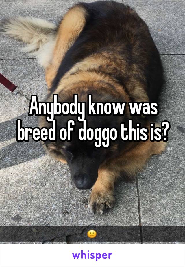 Anybody know was breed of doggo this is?
