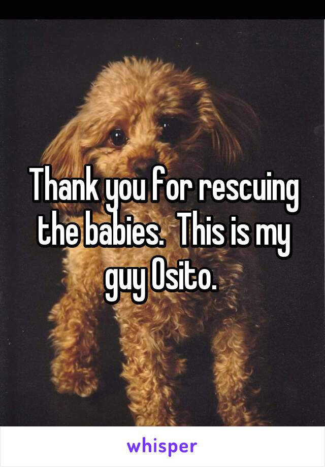 Thank you for rescuing the babies.  This is my guy Osito. 